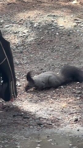 In an outdoor setting, a person crouches down to interact with a squirrel. The person is wearing a black leather jacket, dark jeans, and white and black sneakers. The squirrel is dark grey with prominent ear tufts and is on the ground in front of the person.

The ground is a mix of dirt and small gravel, with some damp patches. In the background, there's a large tree trunk on the right and what appears to be a building's foundation or wall behind some dark, possibly tire-like objects. The scene is brightly lit by natural sunlight, casting clear shadows.

At the beginning of the video, the person extends a hand towards the squirrel. The squirrel approaches cautiously, then appears to pick up and eat something from the ground near the person's hand. The interaction seems gentle, with the squirrel feeding calmly as the person observes it. The location cues suggest Arshan, Russia.