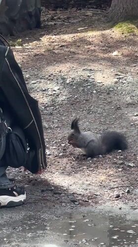 Person interacts with squirrel in Arshan, Russia