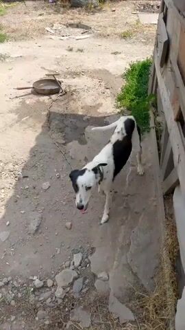 The video shows a medium-sized dog with black and white markings in an outdoor area. The dog is attached to a chain that is anchored to a metal ring on the ground. The environment appears to be a yard or backyard, with a wooden fence in the background and rough ground with some scattered stones. There is also a flat metal object, possibly a pan, on the ground near the dog. The dog is observed moving around and interacting with its surroundings. At one point, the dog is near a wooden structure, possibly a wall or building. The lighting suggests it is daytime.