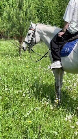 A person is riding a white horse through a field of green grass and white dandelions. The horse is grazing on the grass. The person is wearing black pants and a white t-shirt. The horse is wearing a bridle and a blue saddle pad. The scene is in a wooded area.