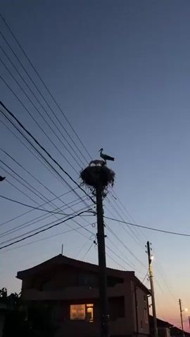 A silhouette of a large bird nest is perched atop a utility pole. Within the nest, three smaller birds are visible, their heads and necks extended. An adult bird, larger than the others, stands at the edge of the nest, facing left. The sky above is a clear, soft blue, transitioning to a lighter shade near the horizon. Numerous power lines crisscross the frame, adding a sense of urban or suburban setting. The lighting suggests it is either dawn or dusk, casting long shadows and creating a monochromatic visual. The overall scene captures a moment of avian family life amidst an engineered environment.