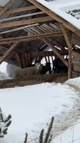 The video shows a snowy scene with a wooden structure, likely a shelter for animals. Inside the shelter, there are several sheep, some white and some black, eating hay. The shelter has a metal roof and is surrounded by snow-covered ground. A small Christmas tree with decorations is visible in the foreground. The background features a forest of snow-covered trees and a snowy hillside.