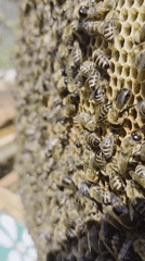 Beekeepers tend hives in rural Russian village morning session