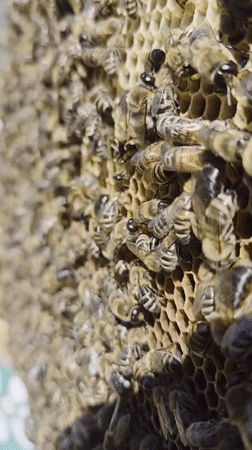 Beekeepers tend hives in rural Russian village morning session