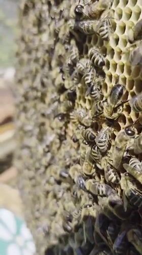 Beekeepers tend hives in rural Russian village morning session