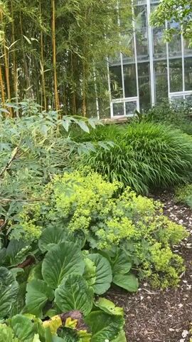 The video pans across a lush garden scene. In the background, tall, slender bamboo stalks with a golden hue stand against a bright, slightly hazy sky. To the right, a large, modern greenhouse with a white frame and clear glass panels is visible, partially obscured by foliage. The foreground is filled with various green plants. Large, glossy, dark green leaves dominate the bottom of the frame, interspersed with some yellowing foliage. Above these, a cluster of plants with smaller, lobed green leaves and delicate, bright chartreuse flowers creates a vibrant contrast. Further back, a dense clump of feathery, light green grass adds texture. A plant with compound leaves, each leaflet a muted green, is positioned centrally in the mid-ground. The ground is covered in mulch and some fallen leaves. No people or animals are visible.