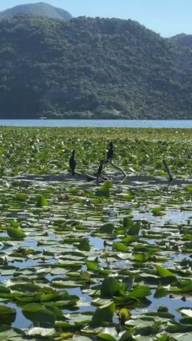 The video shows a lake covered with green lily pads. Three black birds are standing on a log in the middle of the lily pads. There are hills in the background covered with trees, and a few boats are visible on the lake.  The sky is clear and blue. At times the video pans right showing the boats a bit more clearly.