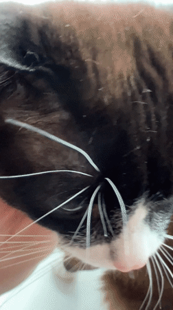 Morning moments captured in Noviy, Russia include Easter celebration