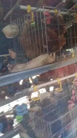 A video shows multiple tiers of chicken cages, with chickens inside. A person in a red t-shirt is tending to the chickens, appearing to be refilling their water. The cages are made of metal and have feeding and watering apparatus attached. The environment appears to be an indoor facility, possibly a poultry farm. The video is short and the footage is somewhat blurry, making it difficult to discern fine details.