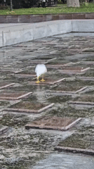 Evening scenes documented across Plovdiv, Bulgaria include wildlife and architecture