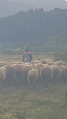 The video shows a shepherd leading a flock of sheep through a field. The shepherd is wearing a dark jacket with orange accents and a backpack, and is walking away from the camera. The sheep are mostly white and closely packed together, walking in the same direction as the shepherd. The field is grassy and slightly overgrown, with a few scattered trees and bushes. In the background, there are hills covered with trees under a hazy sky.