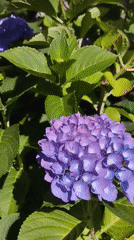Morning stroll through flowering mountainside town documented by witnesses