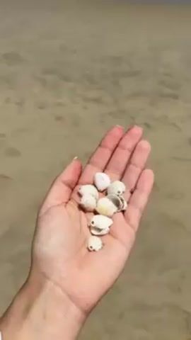 The video shows a person holding a handful of small, white, round seashells with dark spots in their palm. The background shows a sandy beach leading to the ocean. The camera pans up to show the ocean with small waves coming to shore. The sand is marked with footprints. The sky is light blue and appears to be a sunny day.