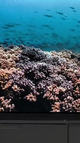 The video shows an underwater scene with a coral reef in the foreground and a school of fish swimming in the blue water above. The coral is varied in color and texture, with shades of brown, pink, and purple. The fish are small and silver, and they are swimming in a tight group. The water is clear and blue.