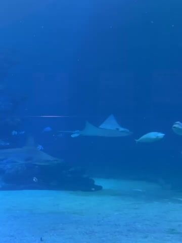 A shark swims on the left side of the frame in an aquarium. A stingray swims across the middle of the frame. A fish swims above the stingray. The water is blue.