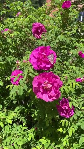 The video displays a close-up view of a rose bush in bloom. Several large, vibrant pink roses are visible, along with lush green foliage. One of the roses in the center foreground has a white butterfly with black markings resting on its petals. The background shows hints of a building and trees, suggesting an outdoor setting. The camera gently pans and zooms, offering different perspectives of the flowers and the butterfly.