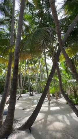 This is a vertical video clip filmed at a tropical location, likely a resort. The scene is dominated by a dense grove of tall palm trees with lush green fronds, casting dappled shadows on the sandy ground below. The sand appears wet in patches, suggesting recent rain or proximity to water. In the background, hints of buildings or structures with colorful elements can be seen through the trees, possibly indicating a resort or accommodation. The bright sunlight filtering through the leaves and the clear sky suggest it is daytime, likely late morning or early afternoon. The overall atmosphere is serene and tropical, evoking a sense of relaxation and vacation. There is no visible text in the video. The location context provided is Higüey, Dominican Republic, which aligns with the visual cues of a tropical beach resort environment.