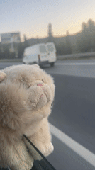 Plush toy spotted on car window during highway travel