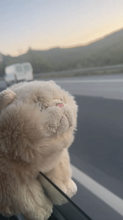Plush toy spotted on car window during highway travel