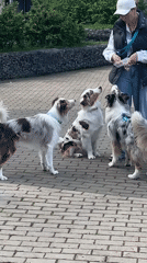 Woman walks Australian Shepherds in Mytishchi park area