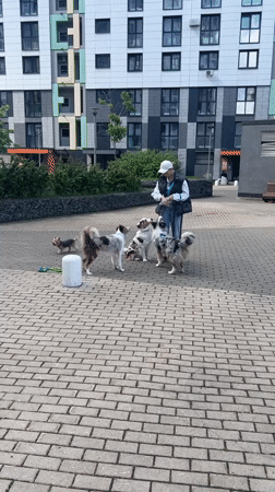 Woman walks Australian Shepherds in Mytishchi park area