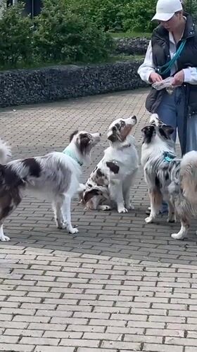 Woman walks Australian Shepherds in Mytishchi park area