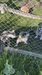 Visitor documents zoo animals during afternoon visit in Burgas