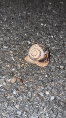Yerevan resident captures everyday moments: snails, toys, gaming gear