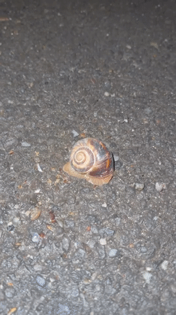 Yerevan resident captures everyday moments: snails, toys, gaming gear