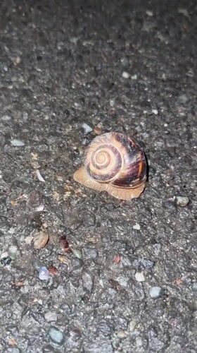 Yerevan resident captures everyday moments: snails, toys, gaming gear