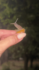 Person holds small snail in Chaikovsky, Russia
