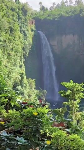 This is a vertical video of a waterfall in a lush, green forest. The waterfall cascades down a tall cliff face, surrounded by dense vegetation. The water appears white and misty as it falls, and the surrounding rocks are covered in moss and vines. In the foreground, there are various plants and trees with green leaves and some yellow flowers. The sky is visible at the top of the frame and appears overcast. The overall impression is one of natural beauty and tranquility.