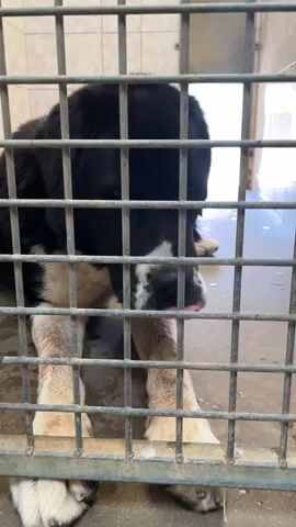A large black and white dog with a concerned expression is leaning against a metal cage. A hand enters the frame, offering a small piece of food to the dog, which it promptly accepts and consumes. The dog's paws are visible at the bottom of the cage, and the background appears to be a concrete floor with some debris and a wall.