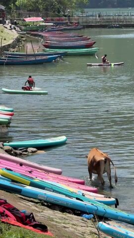 The scene captures a lively lakeside setting with various elements in play. In the water, several individuals are enjoying paddleboarding, wearing life jackets for safety. In the foreground, a cow is wading into the water near a collection of colorful paddleboards stacked along the shore. Further out, there are rows of moored boats, contributing to the scene's vibrancy. The backdrop features lush greenery and distant hills, completing the picturesque, possibly recreational, environment.