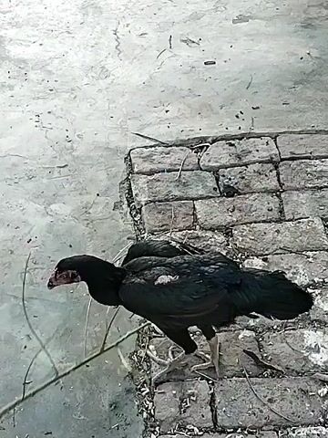 The video shows a black chicken walking on a concrete surface. The chicken has a long neck and is mostly black, with some white feathers visible on its back. The chicken is walking near a pile of bricks and some small branches. The concrete surface has some stains and dirt on it. The lighting is bright and the video is stable.