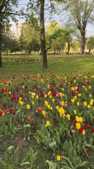 Spring tulips bloom around statue in Vladikavkaz park