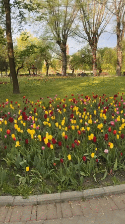 Spring tulips bloom around statue in Vladikavkaz park