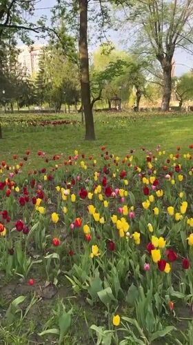Spring tulips bloom around statue in Vladikavkaz park