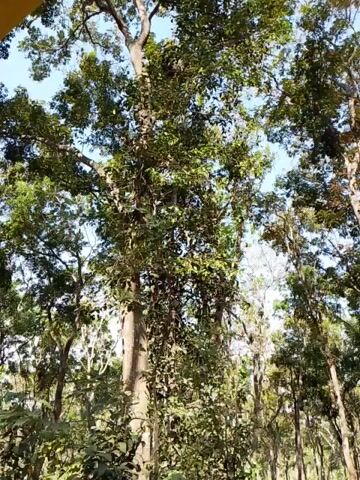 This is a video of a forest from below, looking up at tall trees. The leaves are green and full, and the sky is visible through the branches. The sun is shining, casting light through the trees. The video is shaky, as if the camera is being held by hand. The overall impression is one of a natural, peaceful environment.