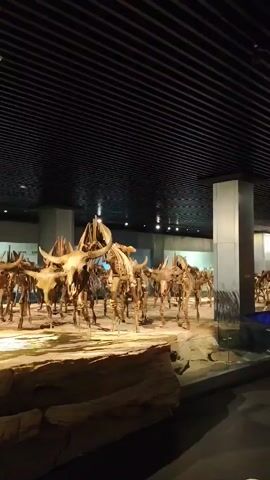 The video pans across a museum exhibit featuring numerous full-skeletal reconstructions of ancient bovines. The skeletons are arranged in a herd-like formation on a sandy, rock-strewn platform. The lighting is dim, with spotlights illuminating the skeletons. The ceiling is dark and ribbed. In the foreground, a particularly large, detailed skeleton of a bovine with prominent horns is centrally displayed, its head turned slightly towards the camera. The camera movement is smooth, providing a sweeping view of the entire display. No people are visible in the frame.