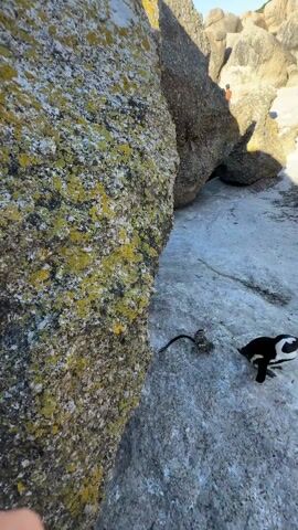 The video begins with a close-up shot of a large, moss-covered rock. It then transitions to a woman wearing a white shirt, sunglasses, and who is standing in front of the rock with a surprised expression, her hand covering her mouth. The video then shifts to a shot of a penguin walking on a rocky surface. The final shot is a close-up of the penguin, showing its black and white plumage and a small piece of material in its beak. The environment appears to be a rocky coastal area with a clear, blue sky.