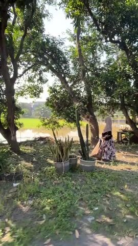 The video begins by showing a woman sweeping the ground with a broom. She is wearing a hijab and a patterned dress. She is standing near several potted plants, including a cactus. Behind her, there is a body of water that appears to be a rice paddy. The scene is outdoors, with trees and foliage visible. The sun is shining, casting shadows on the ground. The woman is the only person visible in the video.