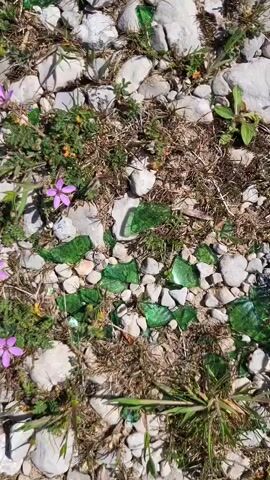 The video displays a close-up, high-angle shot of the ground in Grab, Bosnia and Herzegovina, under bright, sunny conditions. The terrain is characterized by numerous small, light-colored rocks and pebbles. Scattered among these are pieces of broken green glass, reflecting the sunlight. Patches of dry, brownish grass and some small green plants are also visible. Throughout the scene, several small, five-petaled purple flowers are blooming. The camera slowly pans across this rocky and vegetated ground. No people, animals, or visible text are present in the video.