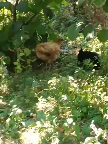 A light brown chicken is standing in lush green grass and foliage. To the right of the chicken, partially obscured by grass, is a black cat. The cat is looking towards the chicken. Both animals appear to be in a natural outdoor environment, possibly a backyard or a wooded area, with dappled sunlight filtering through green leaves above. The chicken is facing left and slightly away from the cat, while the cat is facing the chicken.
