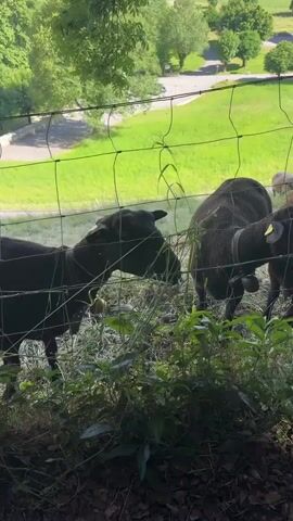 A black goat is seen through a fence, eating grass. In the background, there are more goats, some black, some brown, and one white. The goats are in a grassy area with trees and a building in the distance.