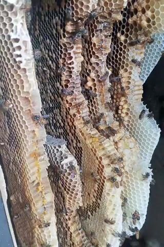 The video shows a close-up view of a beehive with many bees and honeycombs. The honeycombs are stacked on top of each other and appear to be partially filled with honey. Bees are seen crawling on the honeycombs, some are busy working, while others are resting. The lighting suggests that the video was taken during the day, possibly outdoors or in a well-lit enclosure. The camera is focused on the honeycombs and the bees, creating a sense of immersion into the bee colony. The overall impression is one of natural activity and the intricate workings of a bee colony.