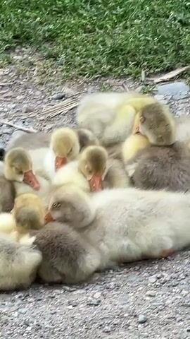 A group of baby goslings are huddled together in a pile on a gray, gravelly surface. Most of the goslings have their heads tucked down and appear to be sleeping. The goslings are a mix of yellow, gray, and white colors. Behind them is a patch of green grass. The goslings are the focus of the video, and the camera is still.