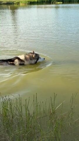 A dog swims in a body of water. The dog appears to be a husky or similar breed with a black, white, and tan coat. Its head is partially submerged as it moves through the water. The water is a murky green color, with ripples spreading from the dog's movement. In the foreground, green reeds or grass grow along the edge of the water. In the background, there is more water and a line of trees or dense vegetation. The sky is visible and appears to be a pale blue with some clouds.