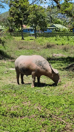 Water buffalo grazing roadside in Baan Bo Phut, Thailand