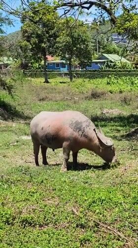 Water buffalo grazing roadside in Baan Bo Phut, Thailand